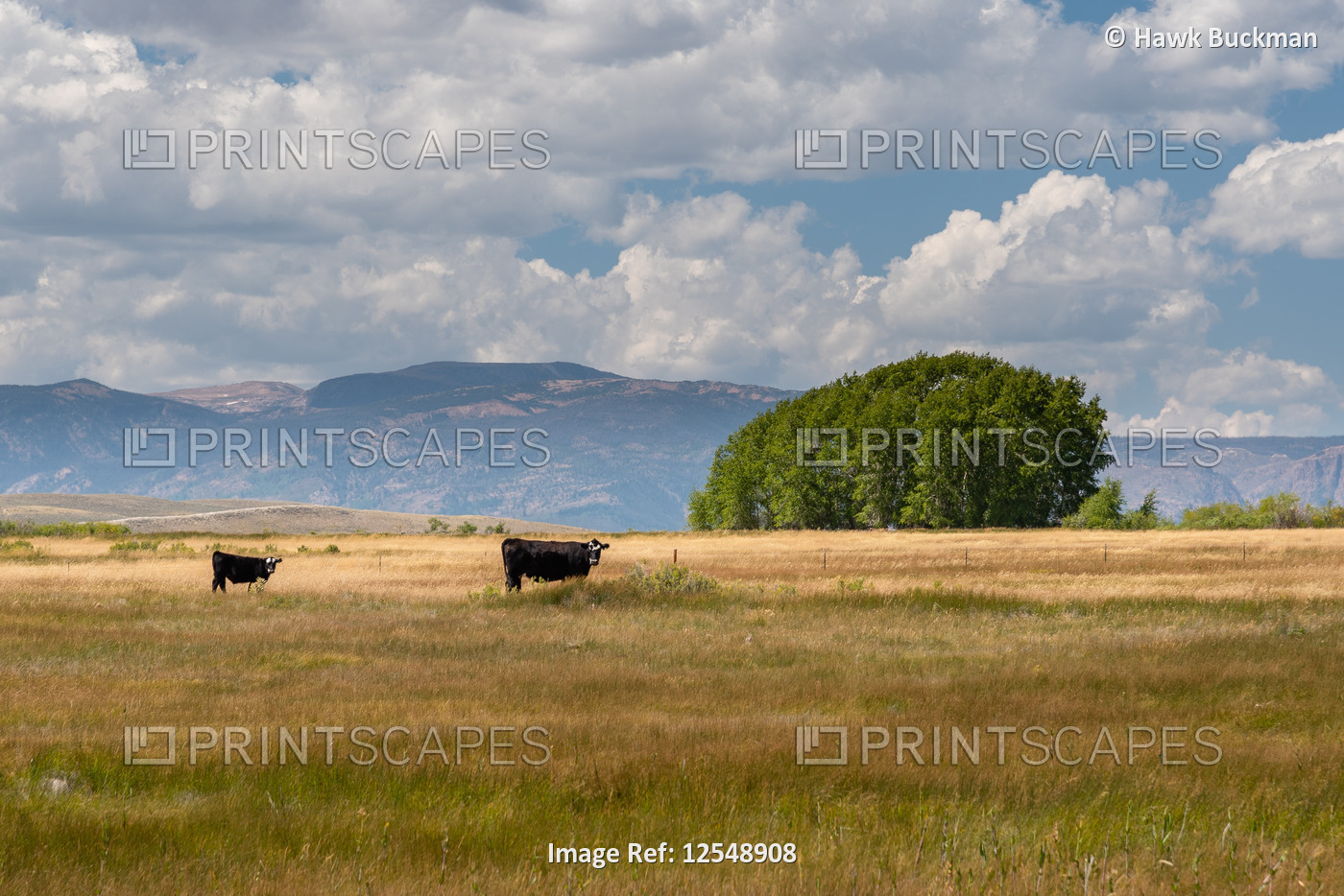 A calf and cow in pasture near Medicine Bow mountains.