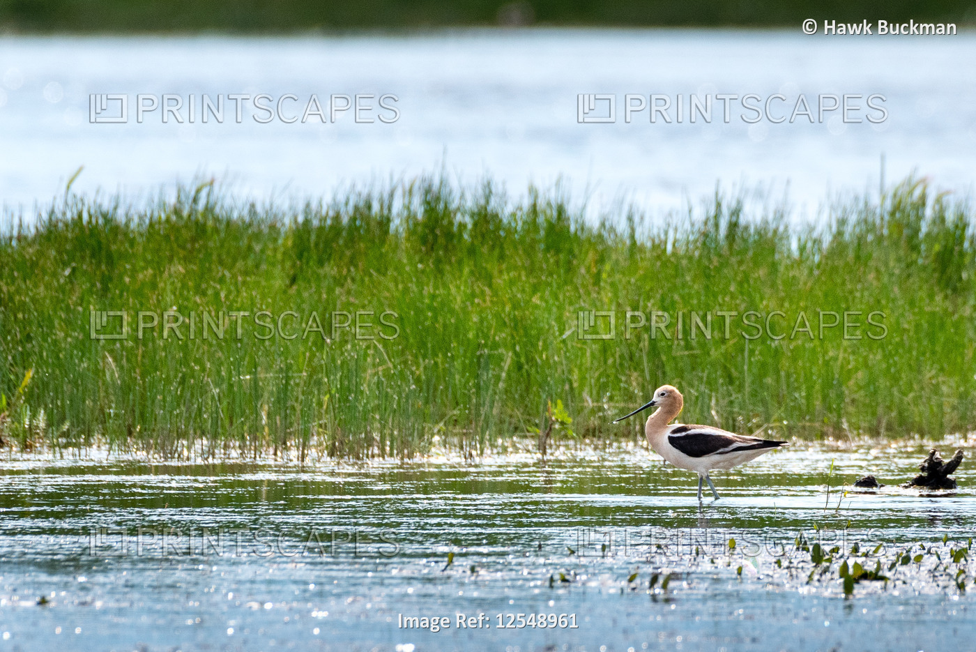 An American avocet (Recurvirostra americana) glides gently through the water ...