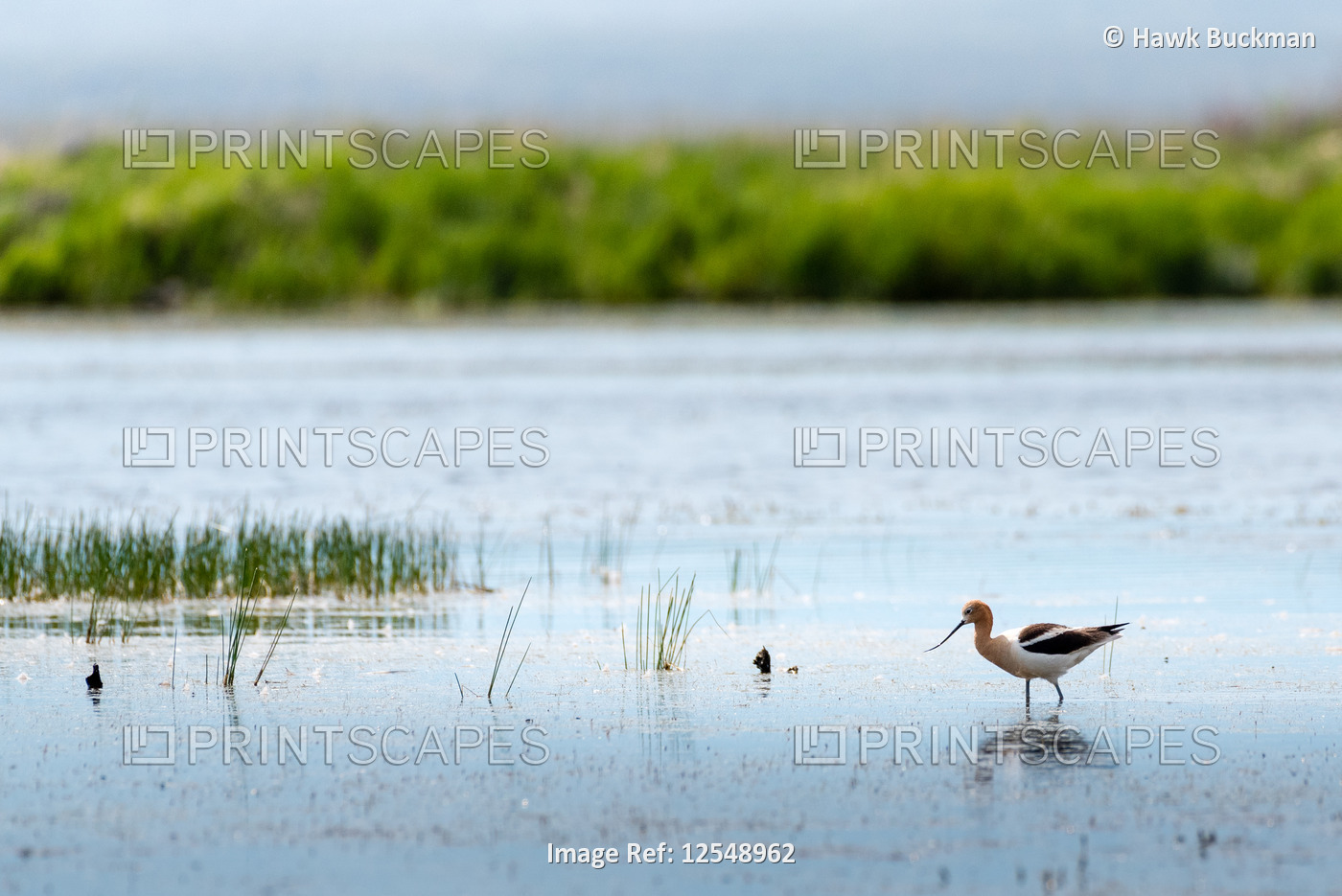 An American avocet (Recurvirostra americana) glides gently through the water ...