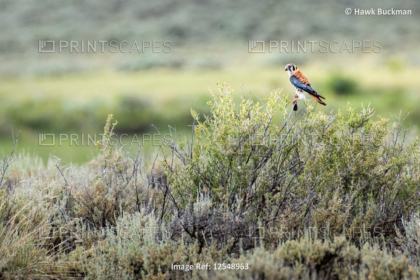 An American Kestrel (Falco sparverius)  pauses on the top of Sage brush ...