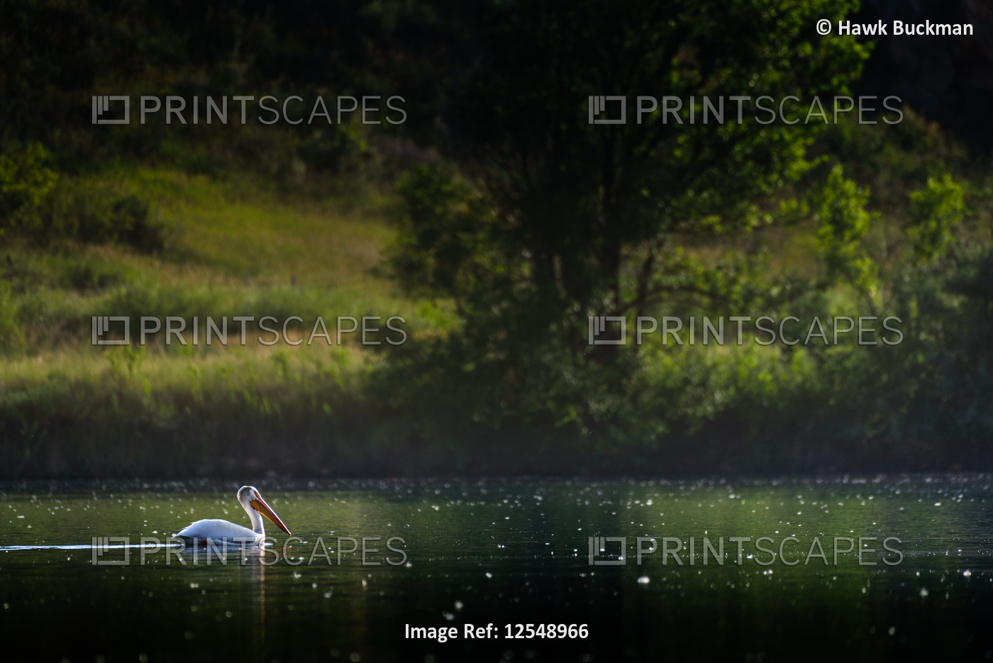American white  pelican (Pelecanus erythrorhynchos) gliding across Watson Lake ...