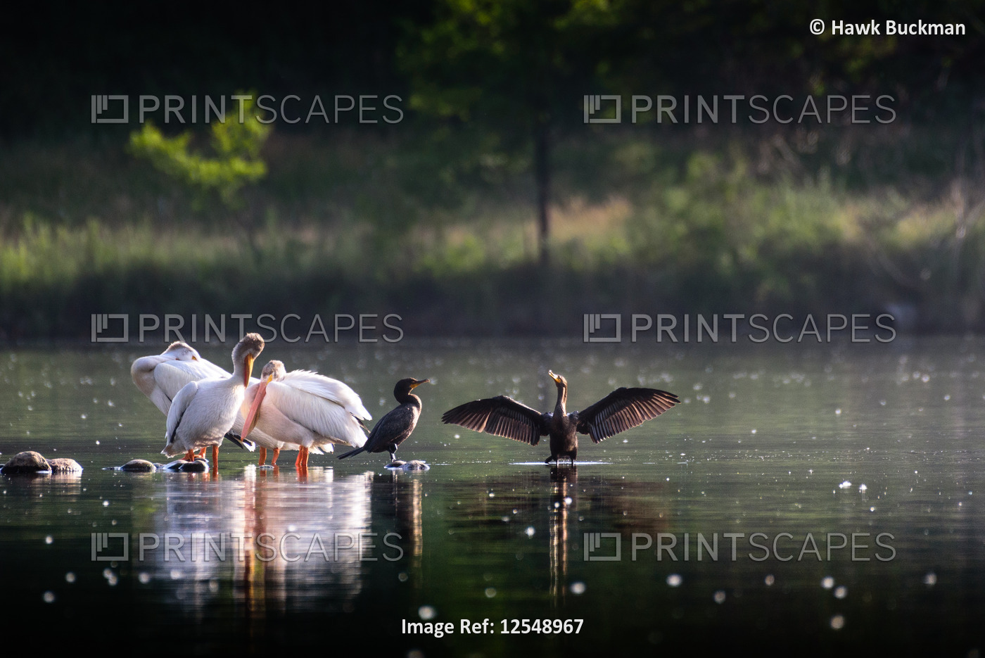 American where pelicans (Pelecanus erythrorhynchos) huddle together preening ...