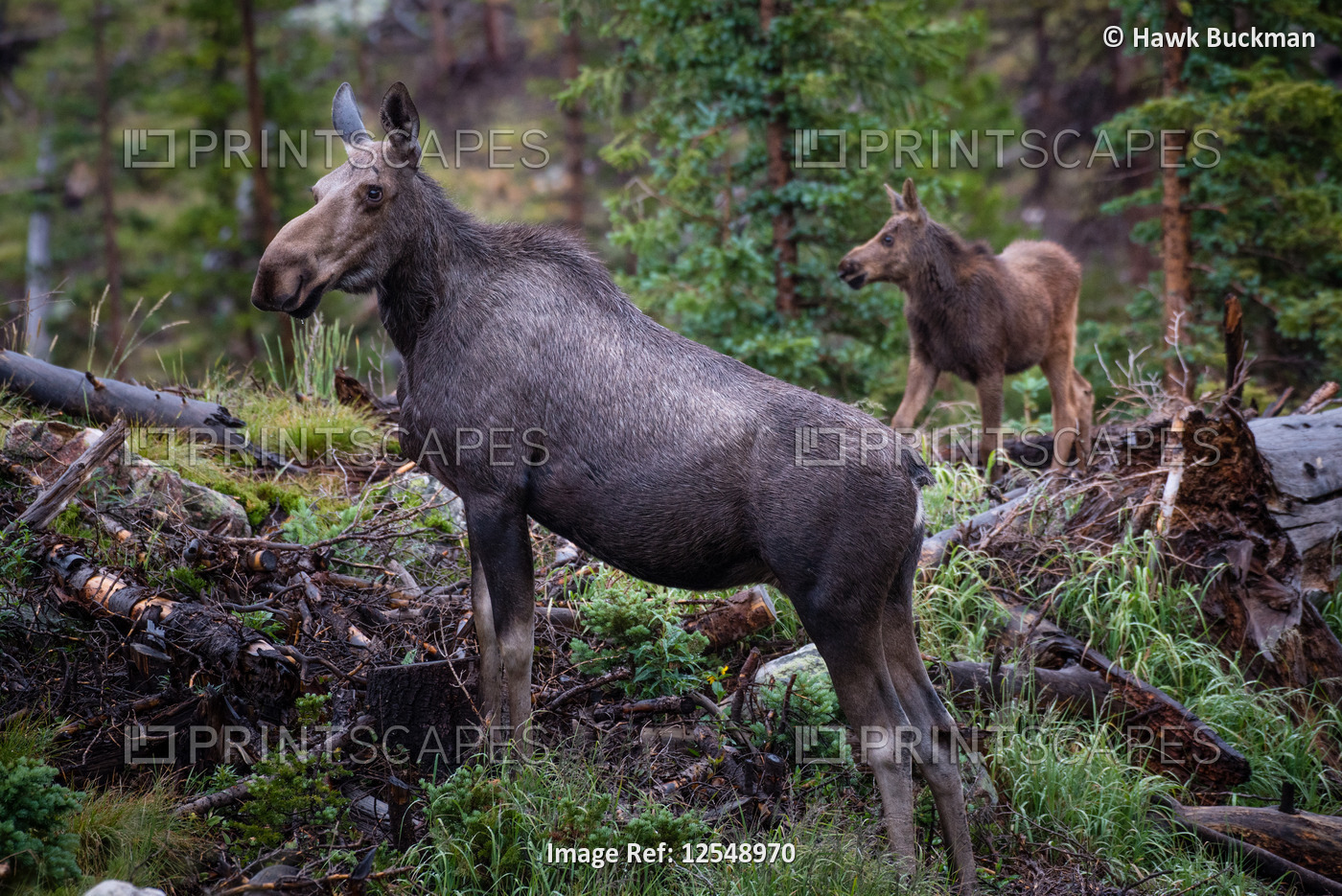 A cow and baby moose (Alces alces) pause to listen for pradators in the forest ...