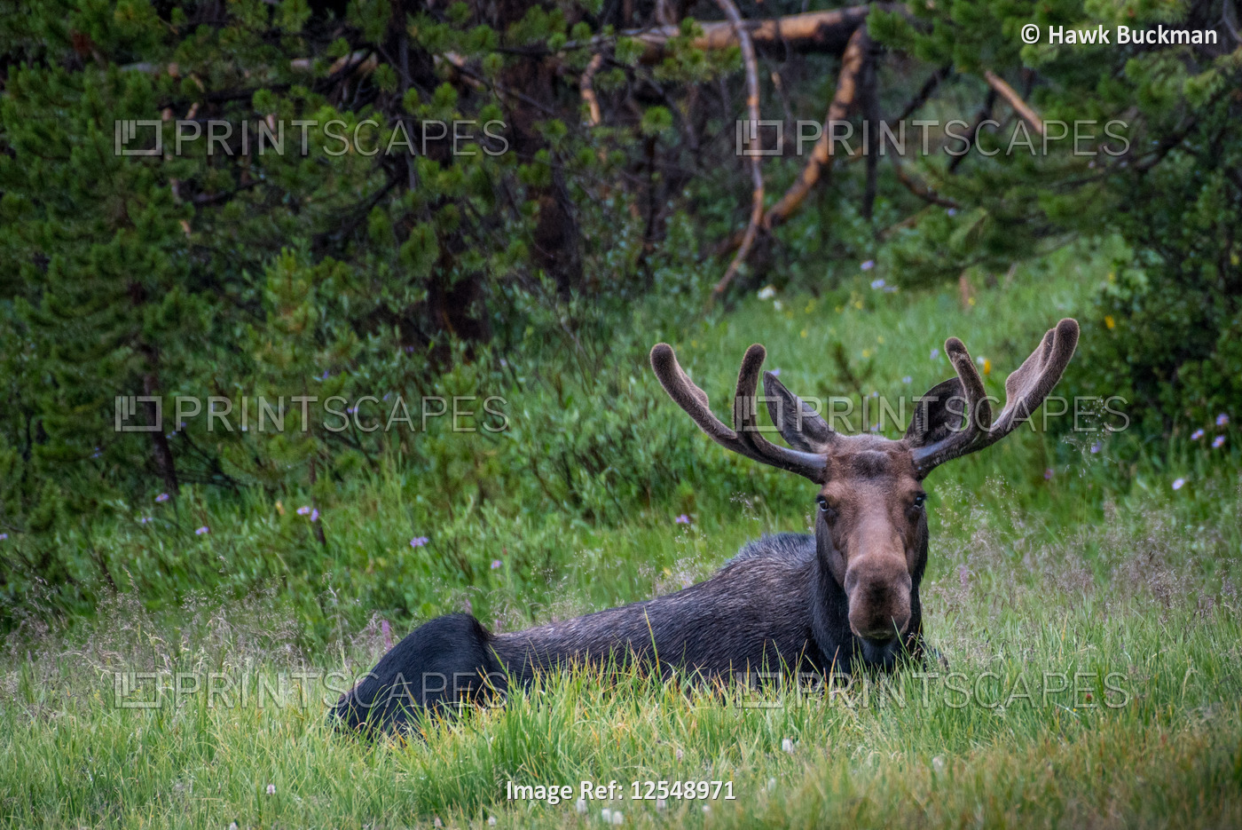 A male bull moose (Alces alces) rest in the heat of the dfay in the Rocky ...