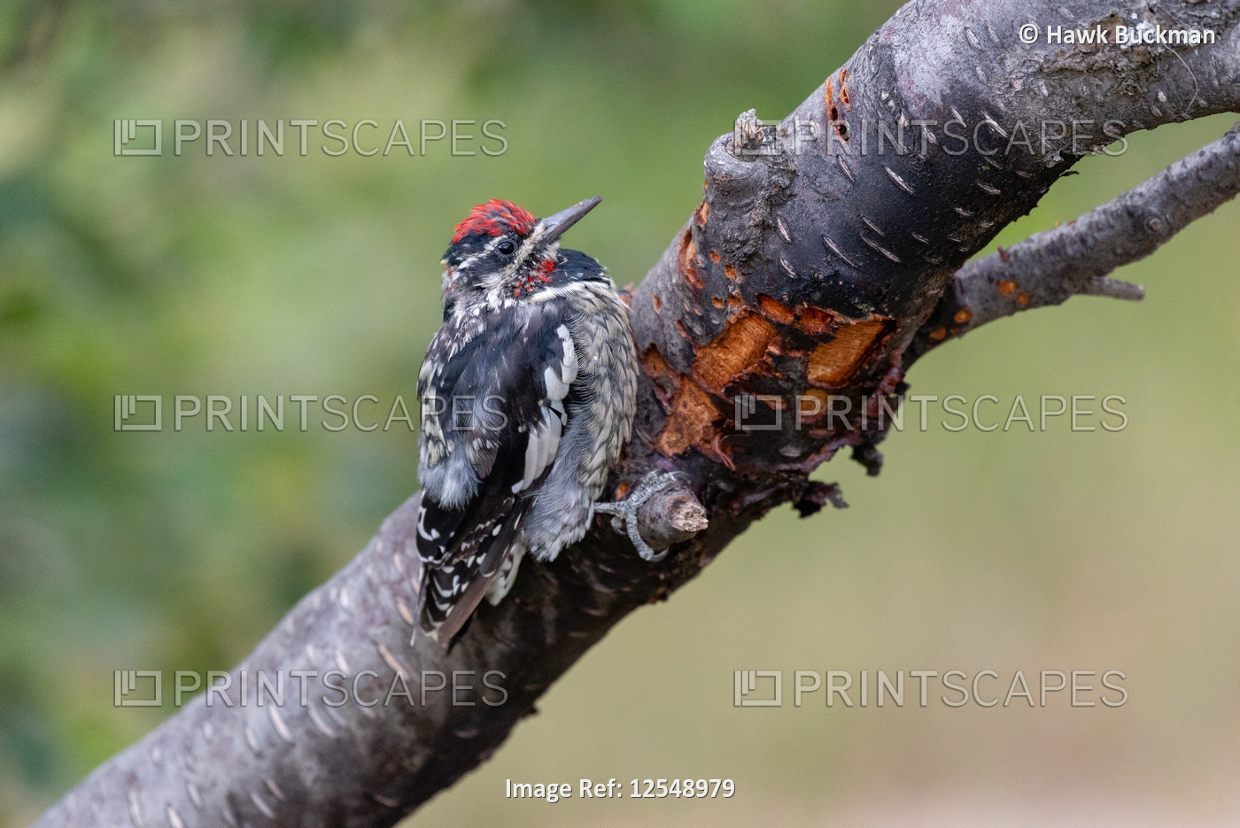 Red-naped sapsucker (Sphyrapicus nuchalis)