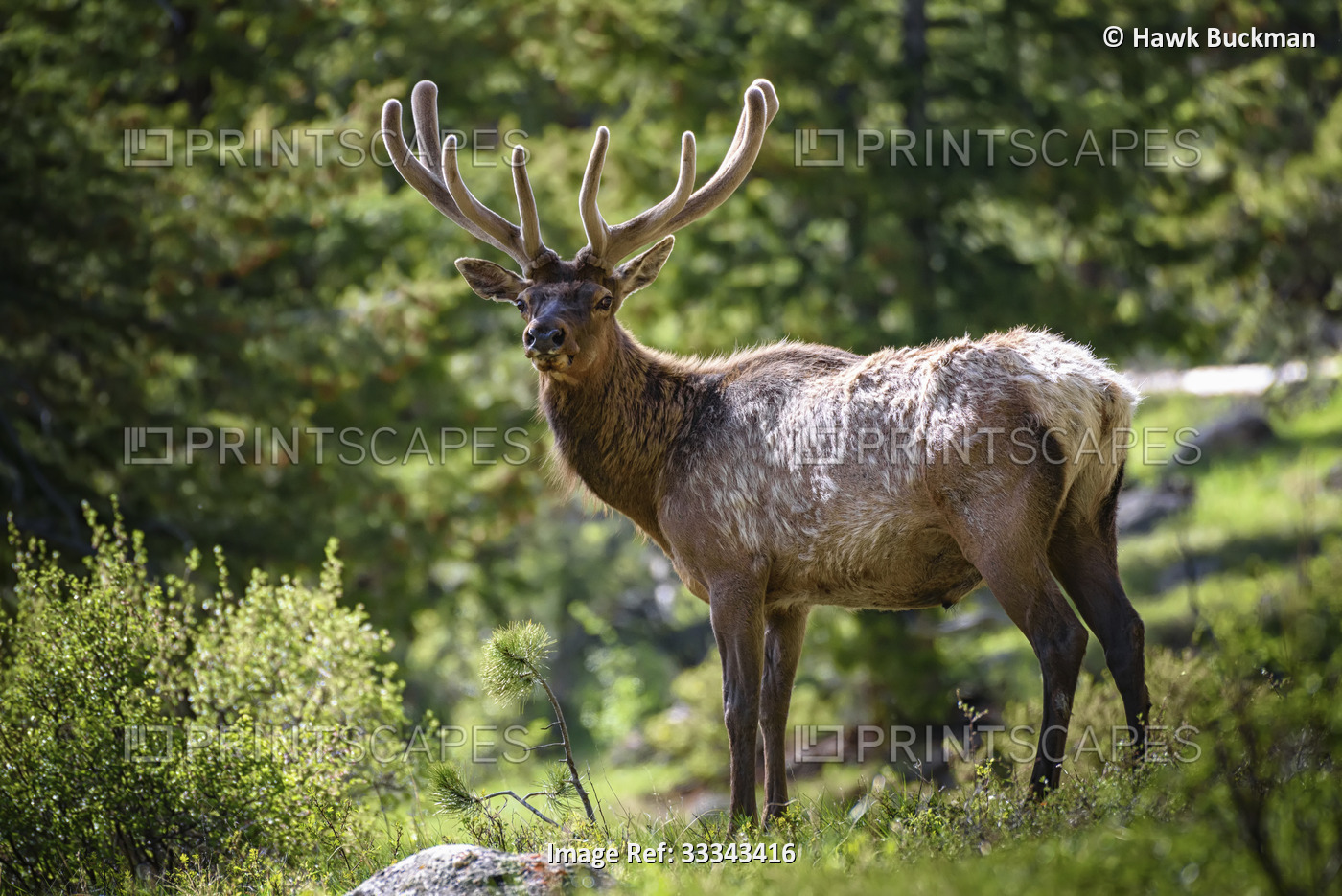 Portrait of a male, Rocky Mountain Elk (Cervus elaphus nelsoni) looking at the ...