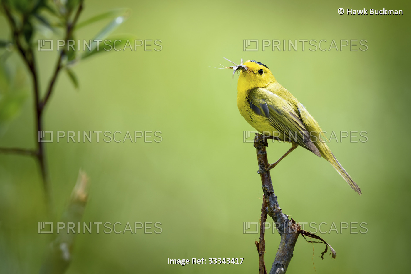 Male, Wilson's Warbler (Cardellina pusilla) perched on a Geyer willow (Salix ...