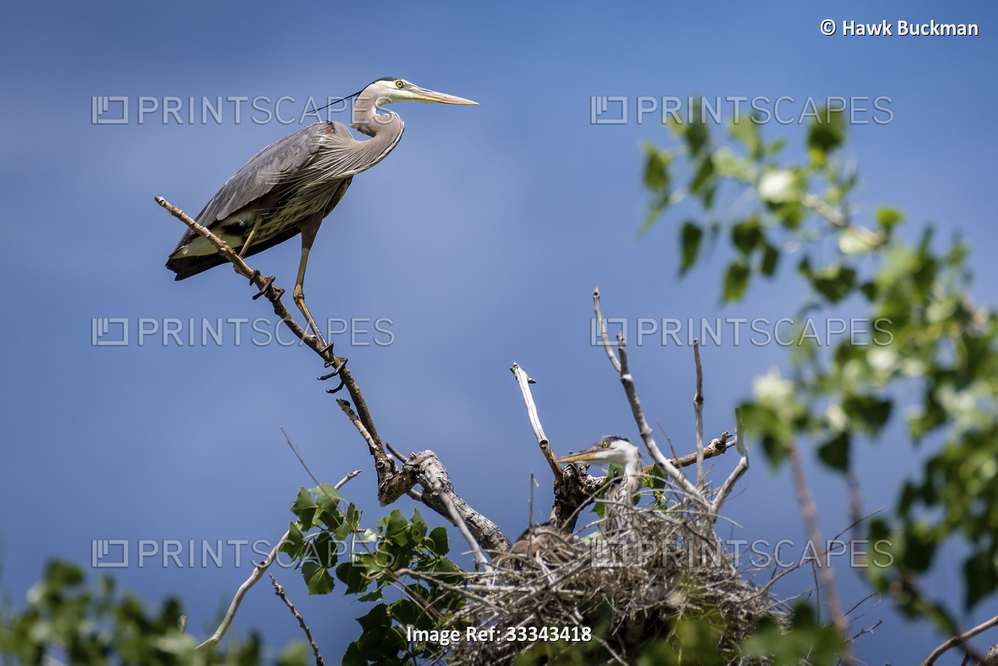 Great Blue Heron (Ardea herodias) perched on tree branch watching over a young ...