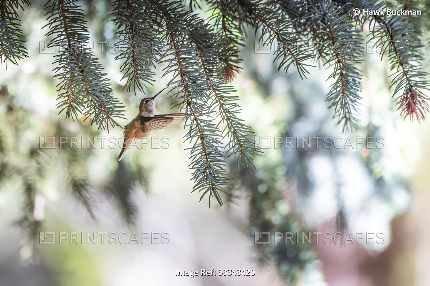 Female, black-chinned hummingbird (Archilochus alexandri) flying up to the ...