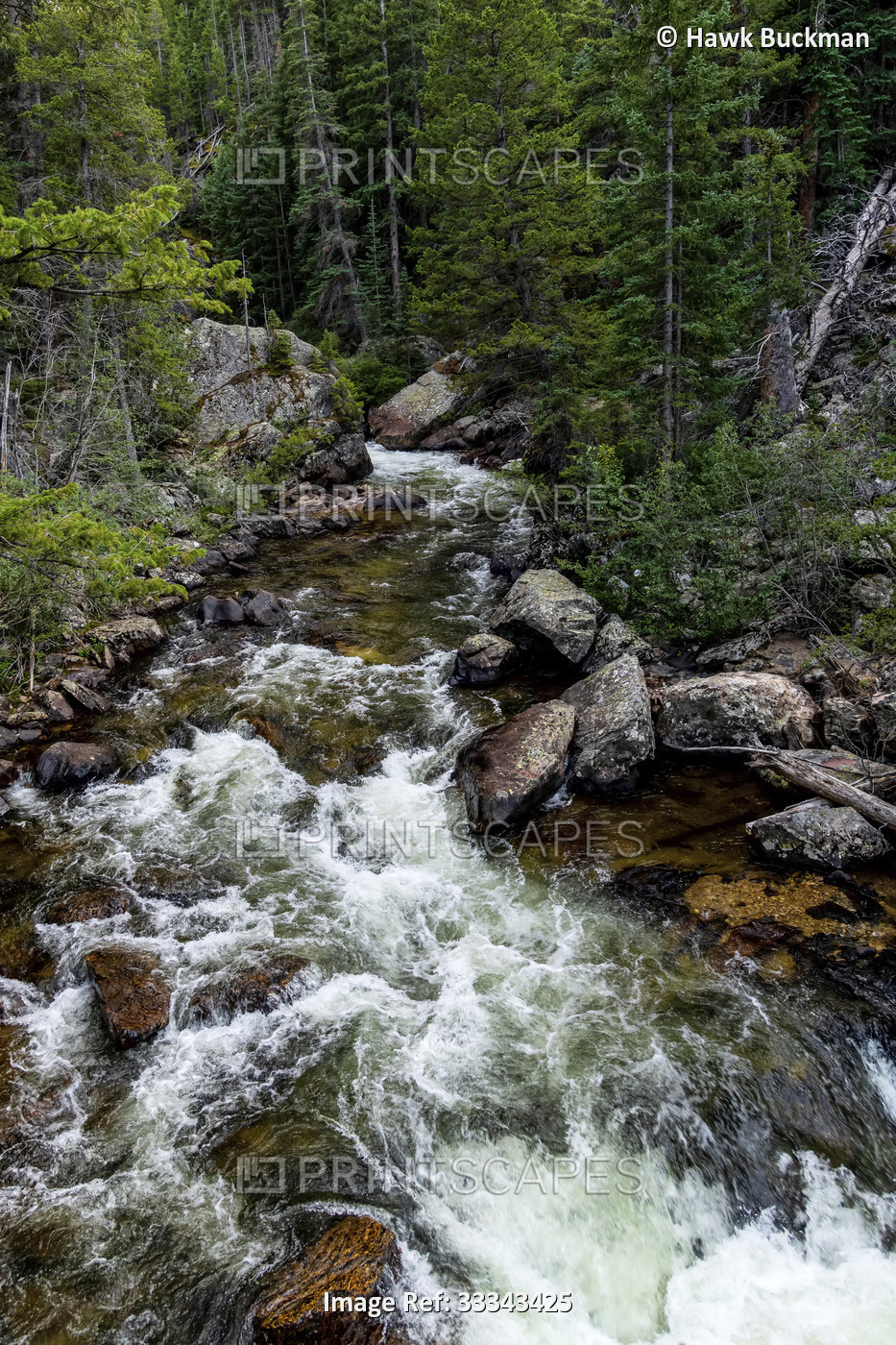 Rapids along the Cache la Poudre River (Cache la Poudre) through a forest of ...