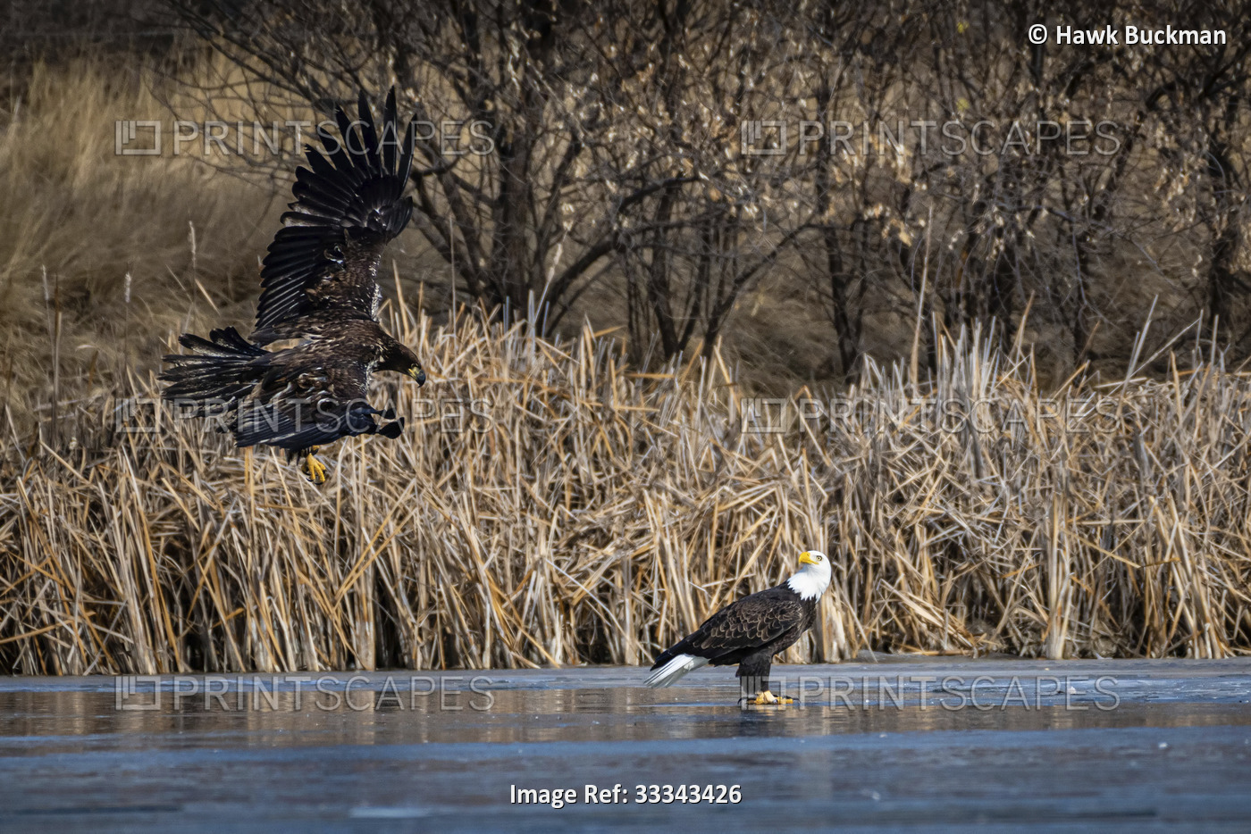 Bald Eagle ( Haliaeetus leucocephalus) standing on a frozen pond watching a ...