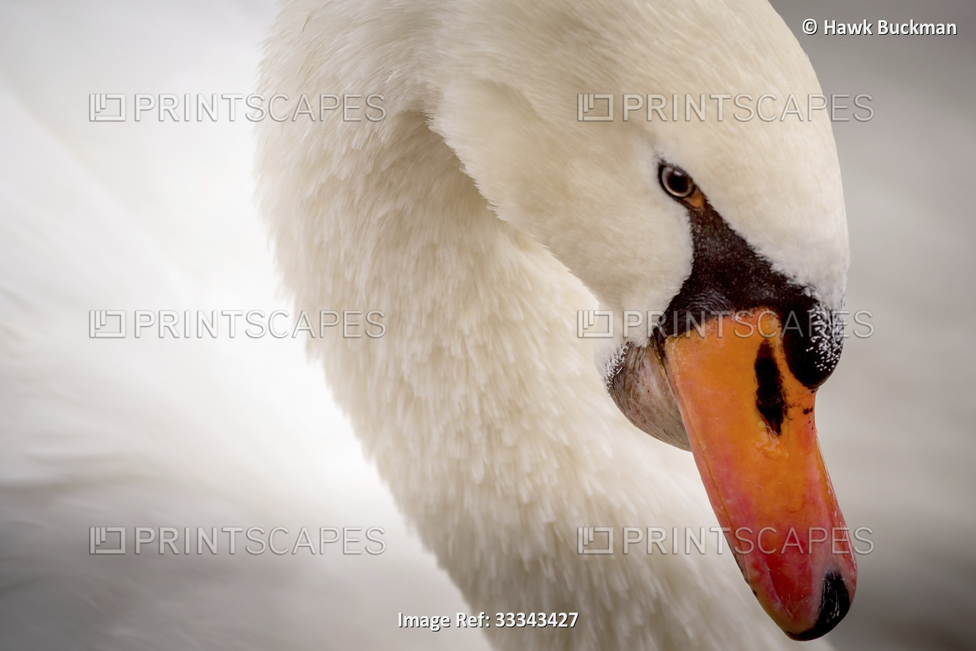 Close-up of the head of an elegant mute swan (Cygnus olor); Nebraska, United ...