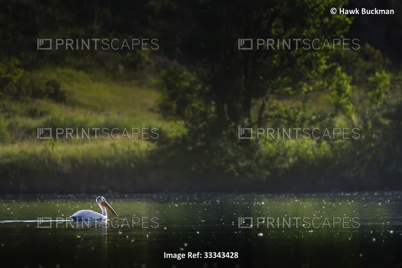 American white pelican (Pelecanus erythrorhynchos) swimming in the calm waters ...