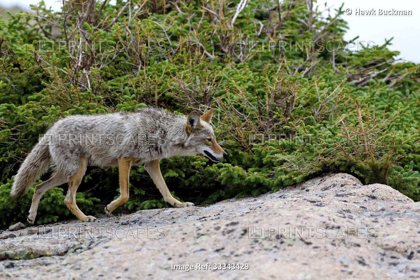 Coyote (Canis latrans) walking along a rock formation hidden by evergreen ...