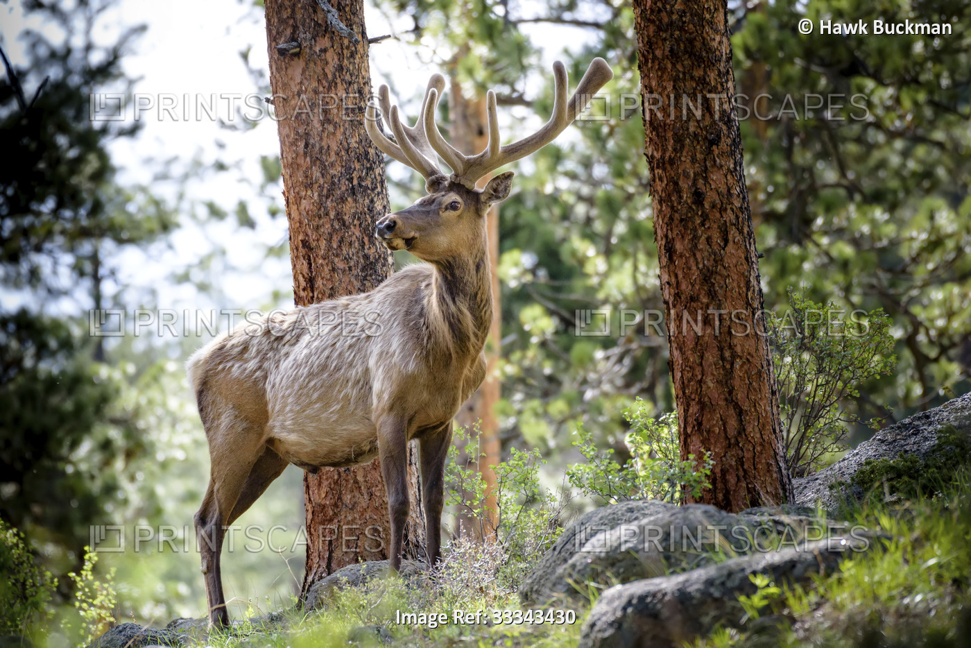 Portrait of a male, Rocky Mountain Elk (Cervus elaphus nelsoni) standing in the ...