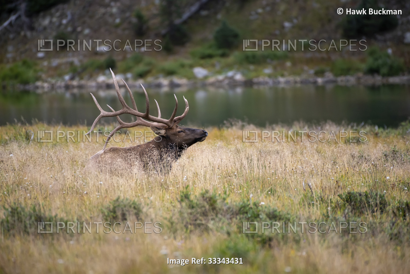 Portrait of a male, Rocky Mountain Elk (Cervus elaphus nelsoni) lying in a ...