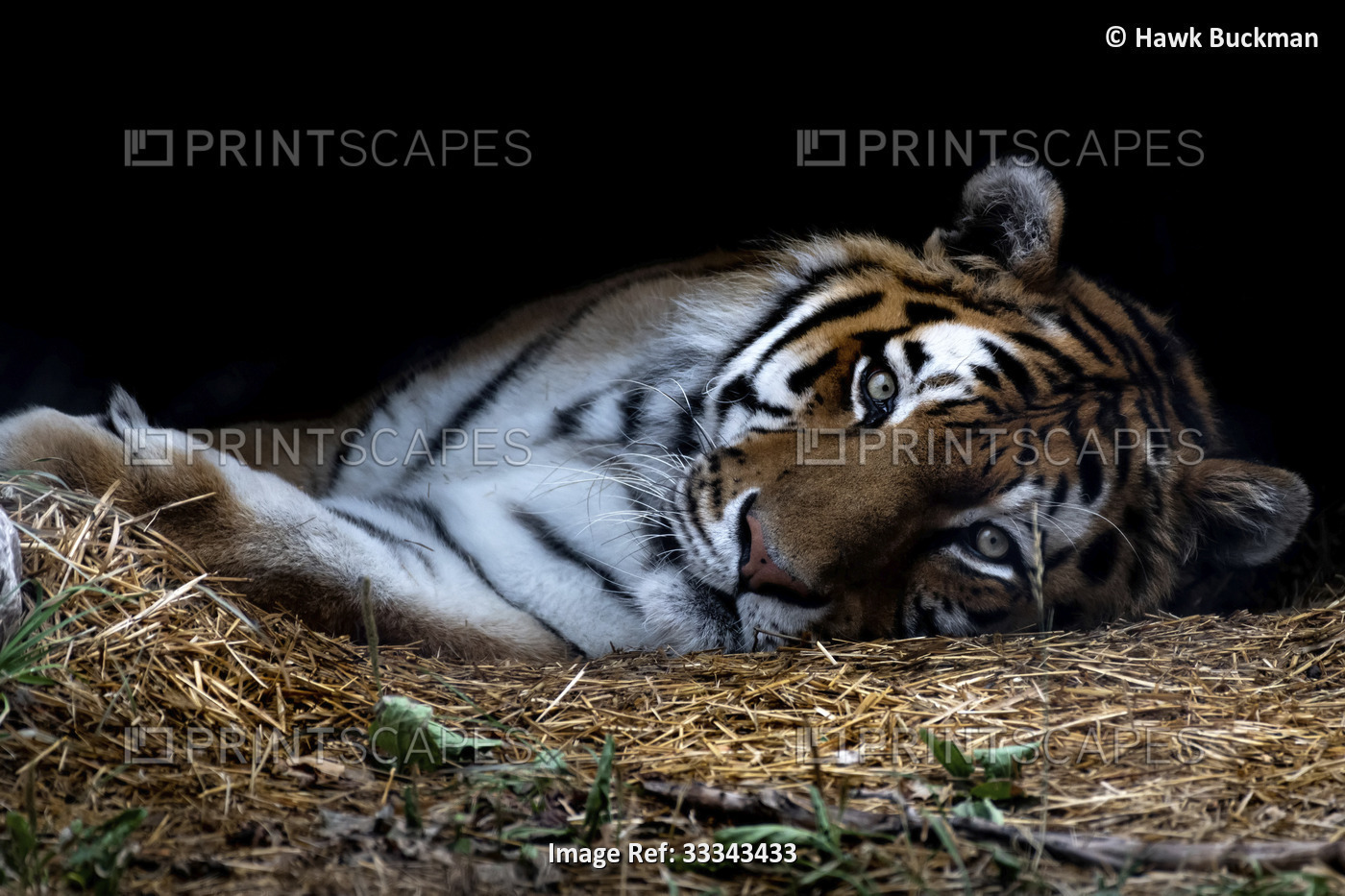 Close-up Portrait of a Captive, Amur Tiger (Panthera tigris altaica) native to ...
