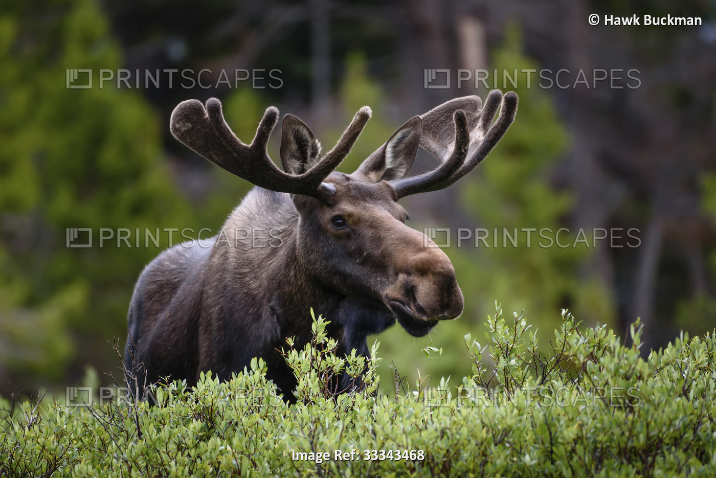 A moose (Alces alces) stands by lush foliage in the Rocky Mountains; Colorado, ...
