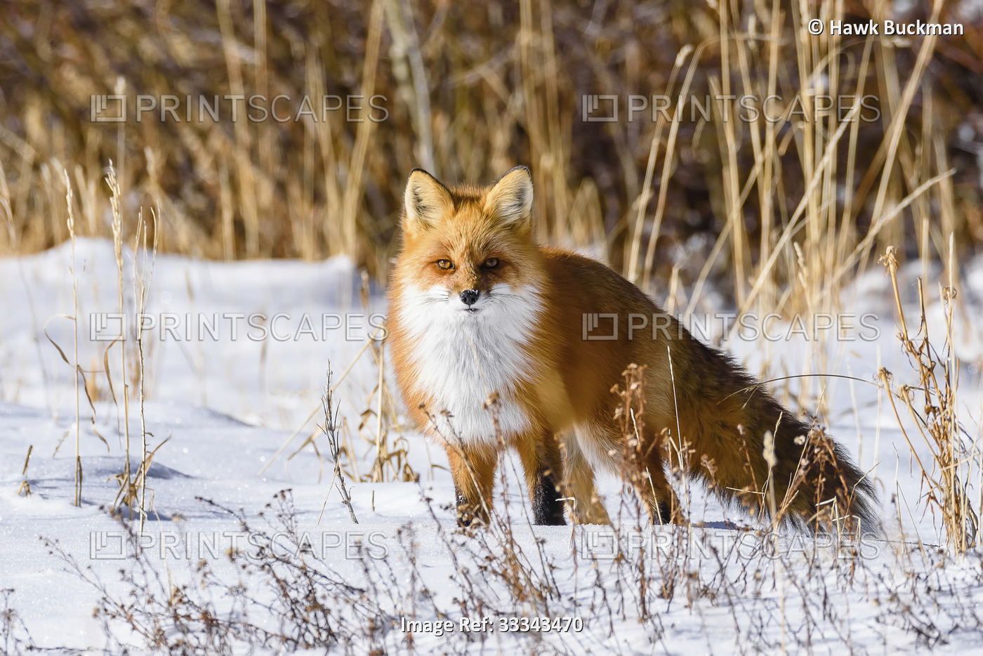Red Fox (Vulpes vulpes) standing in the snow in the Rocky Mountains; Colorado, ...