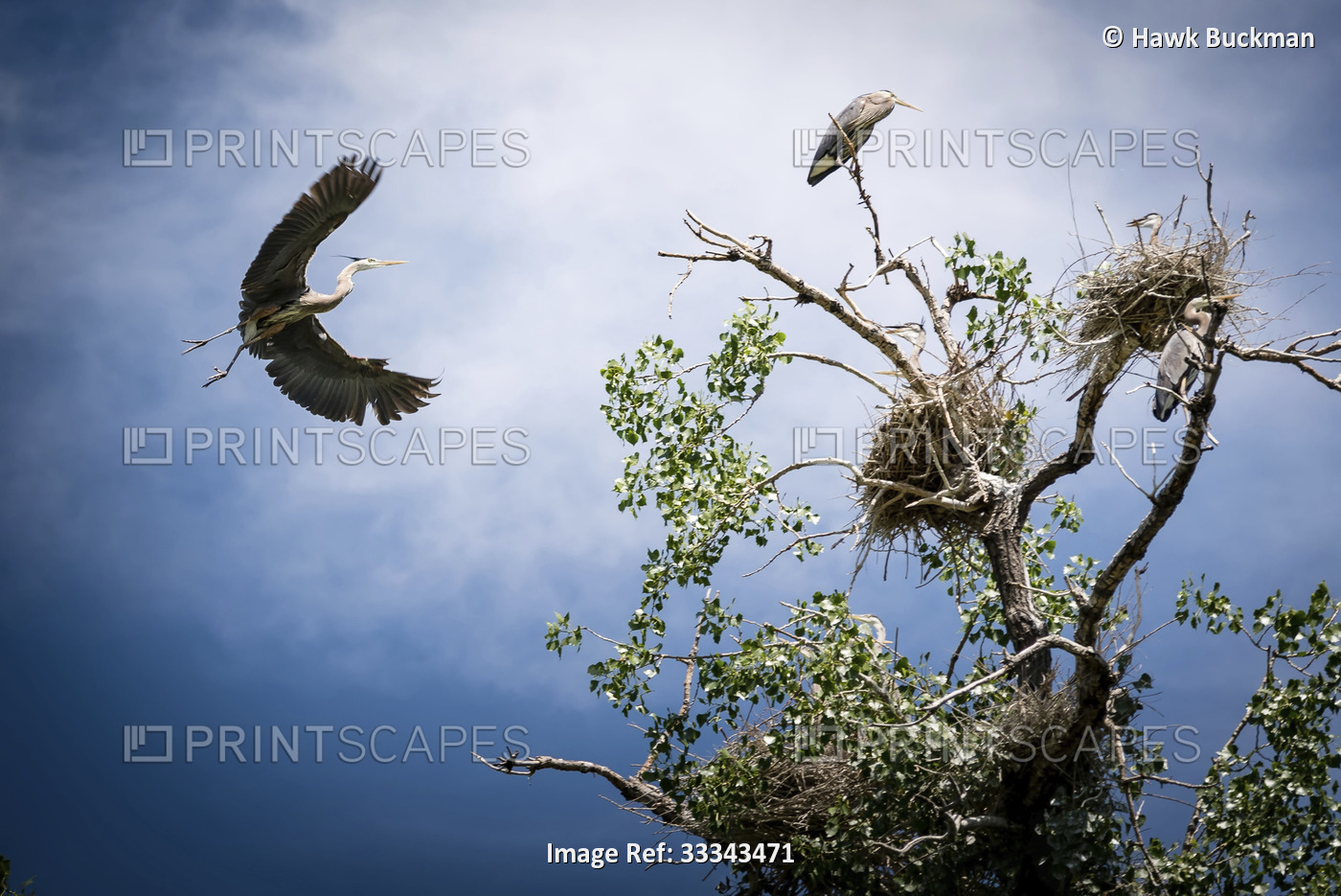 Great Blue Heron (Ardea herodias) flying towards a nest in a treetop in the ...