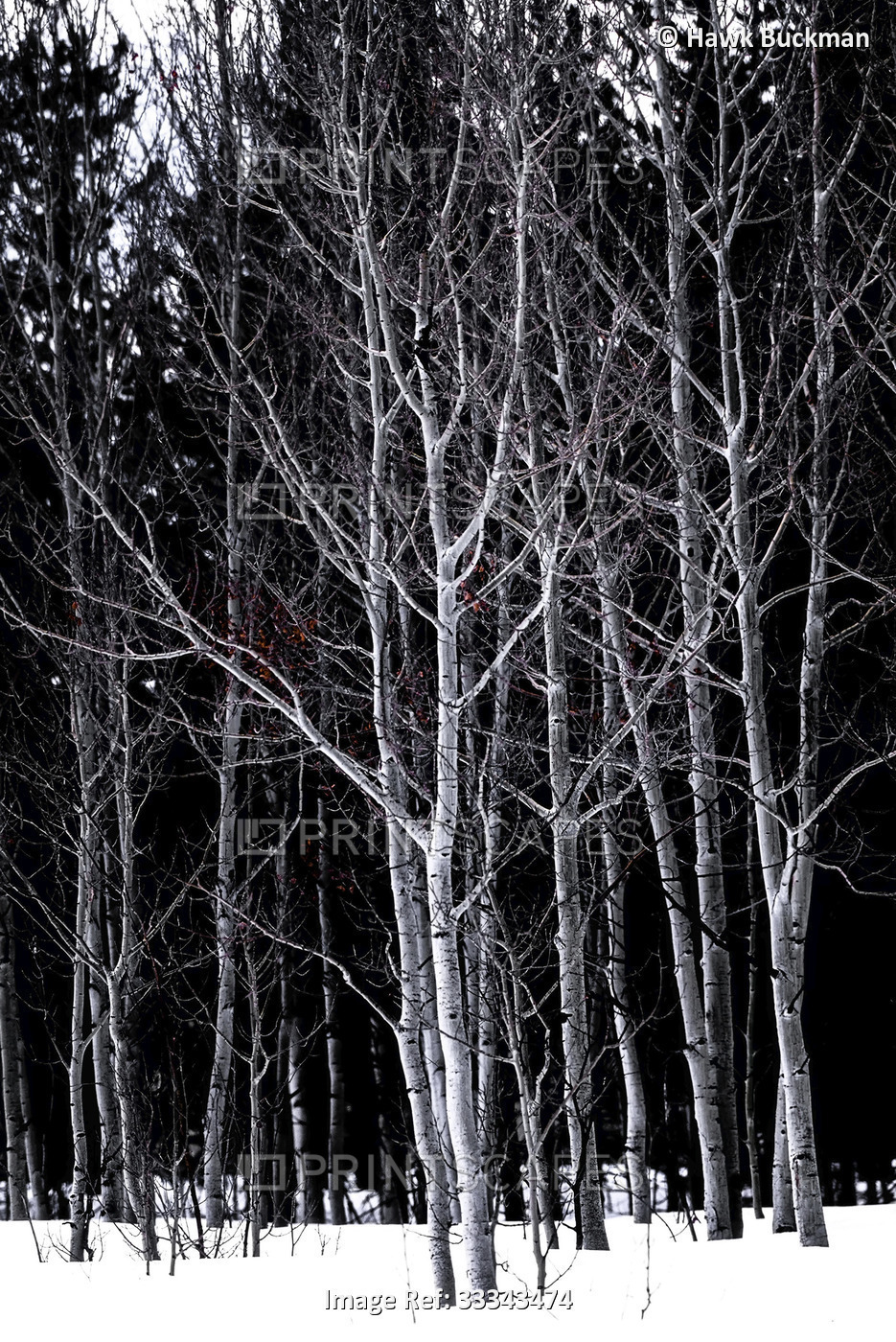 Leafless Aspen trees in winter in a forest along Old Fall River Road in Rocky ...