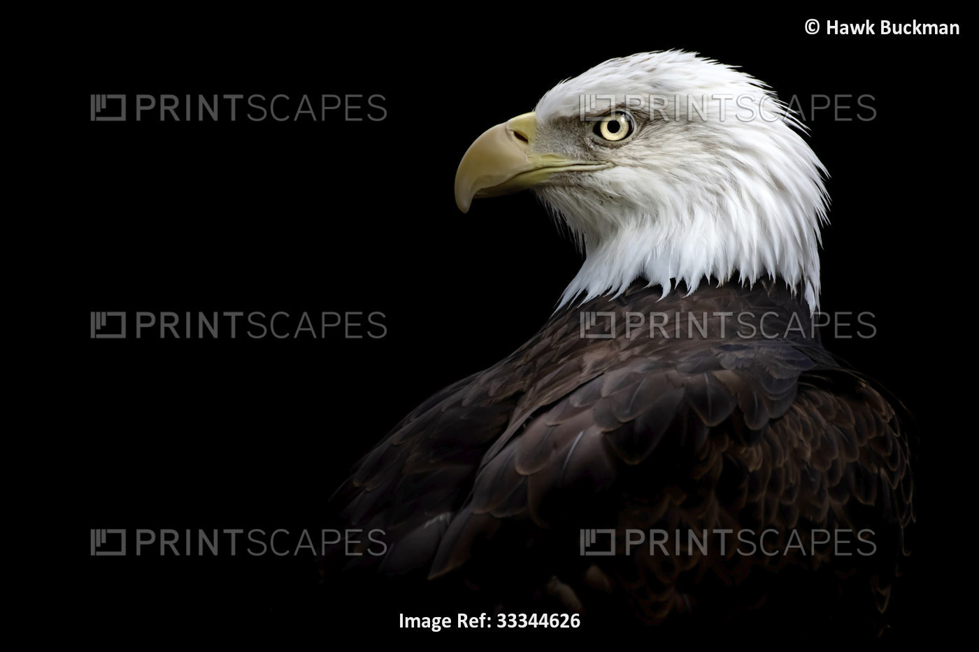 Side profile portrait of a Bald eagle (Haliaeetus leucocephalus) on a black ...