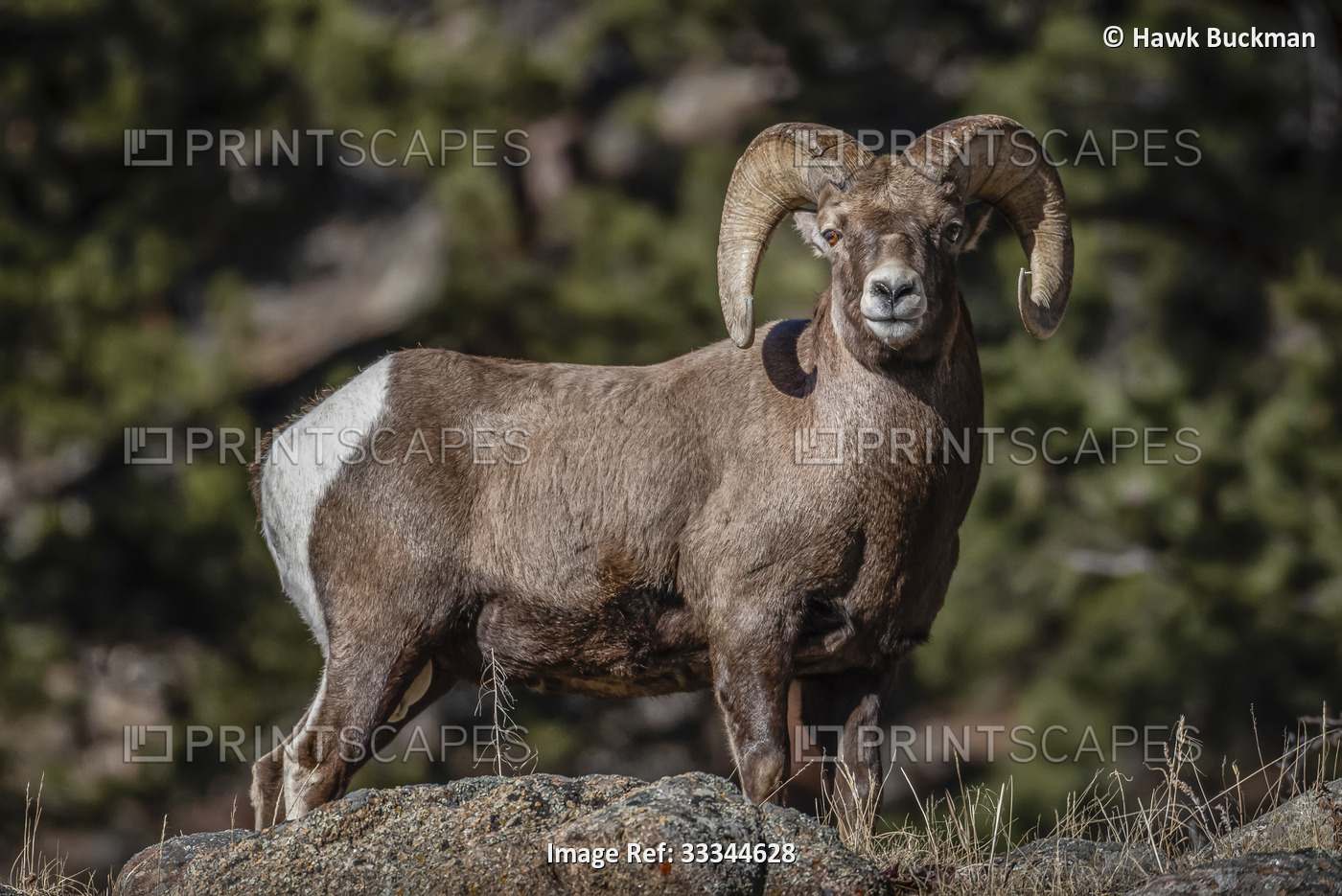 Bighorn sheep (Ovis canadensis) in the Rocky Mountains; Colorado, United States ...