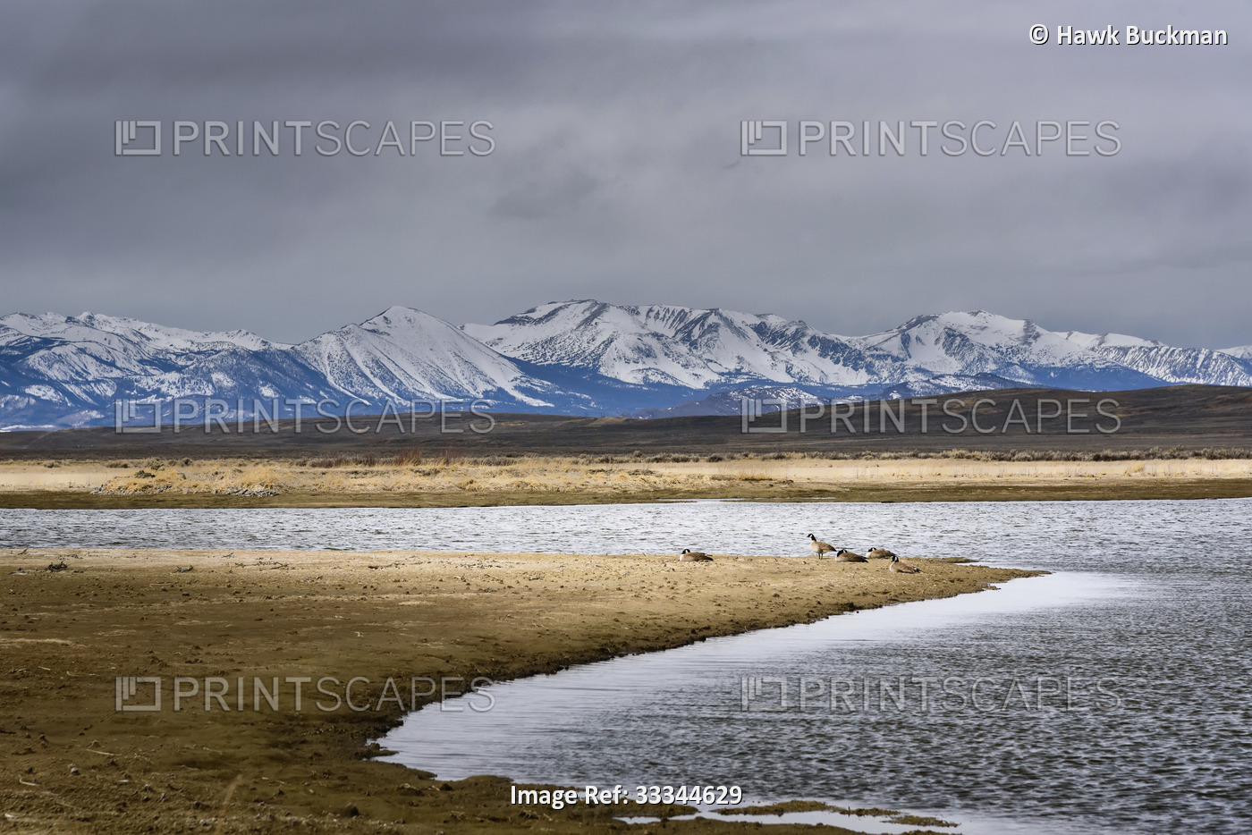 Snow-covered Rocky Mountains in the distance with a flock of Canada geese ...
