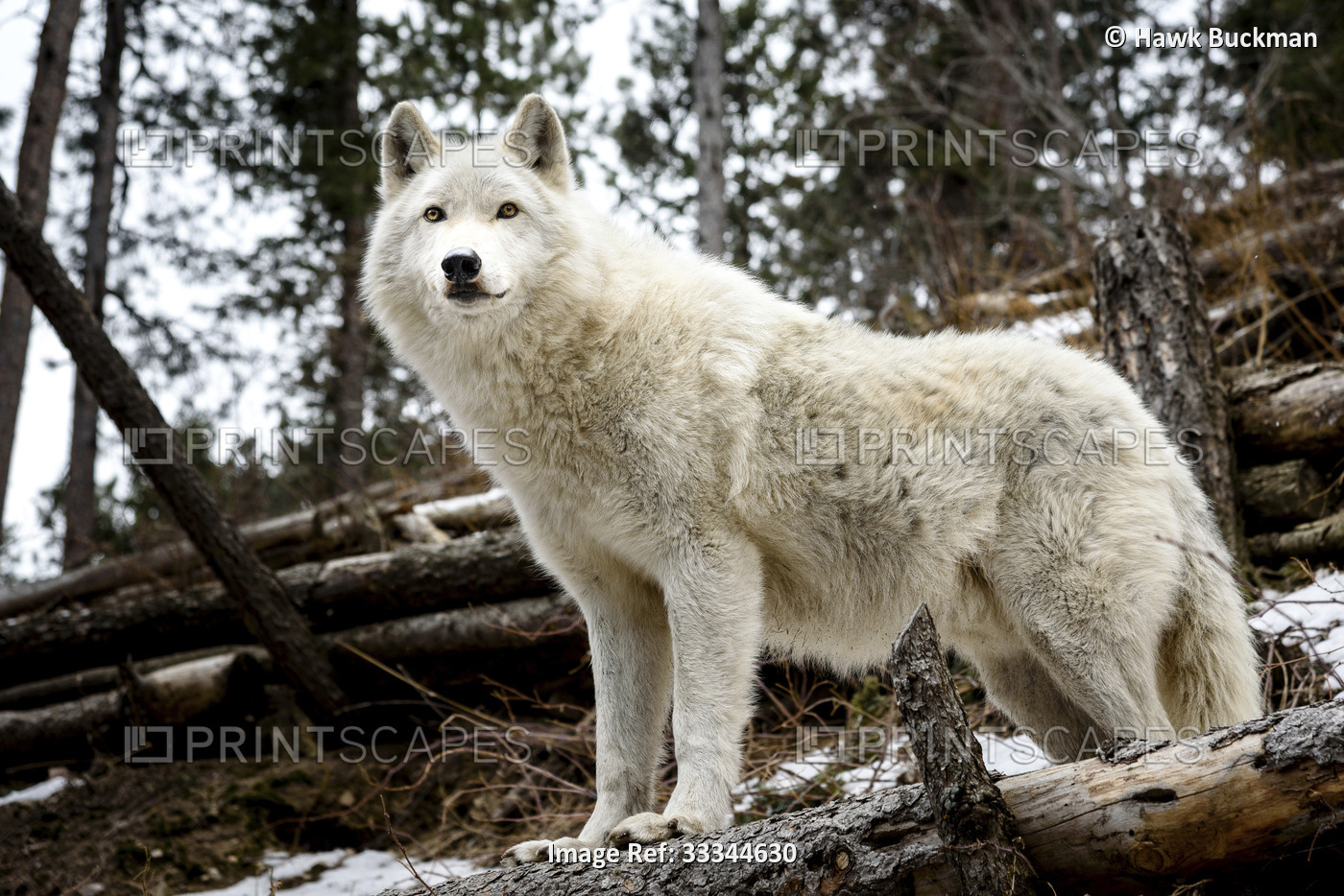 An Arctic wolf (Canis lupus arctos) standing amongst fallen trees in a Wolf ...