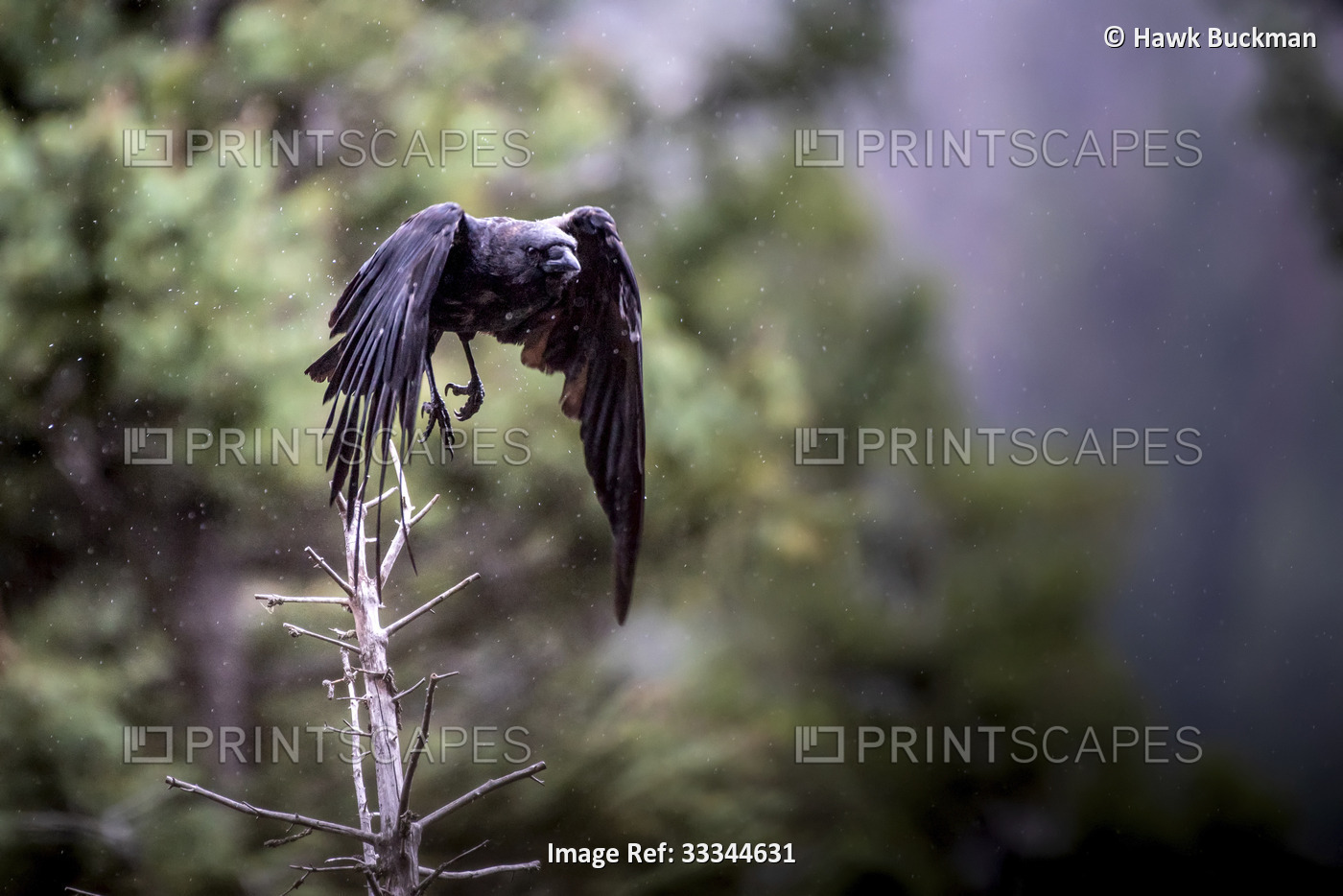 Common raven (Corvus corax) taking off from a dead tree in a rainfall in the ...