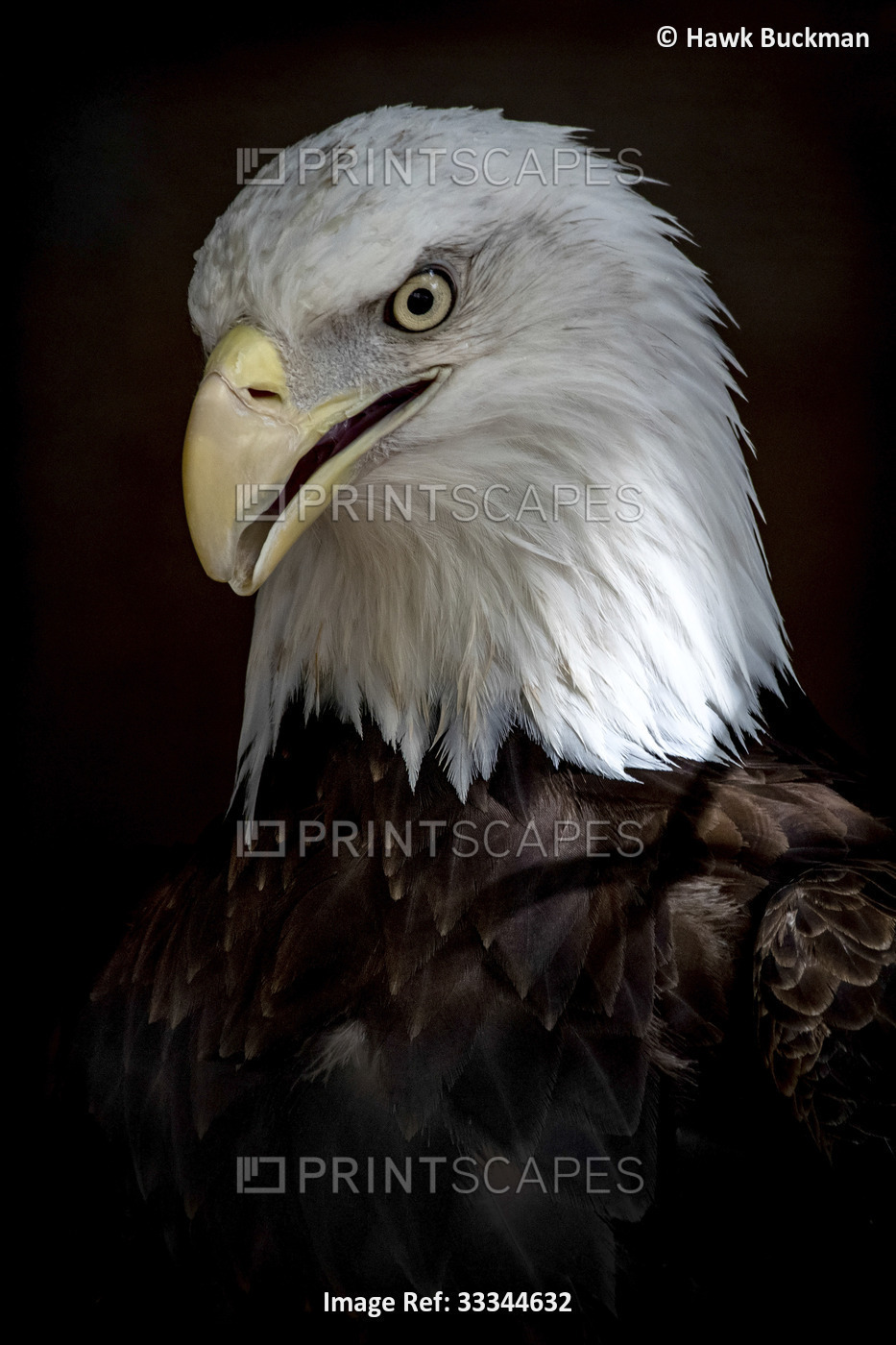 Portrait of a side profile of a Bald eagle (Haliaeetus leucocephalus) on a ...