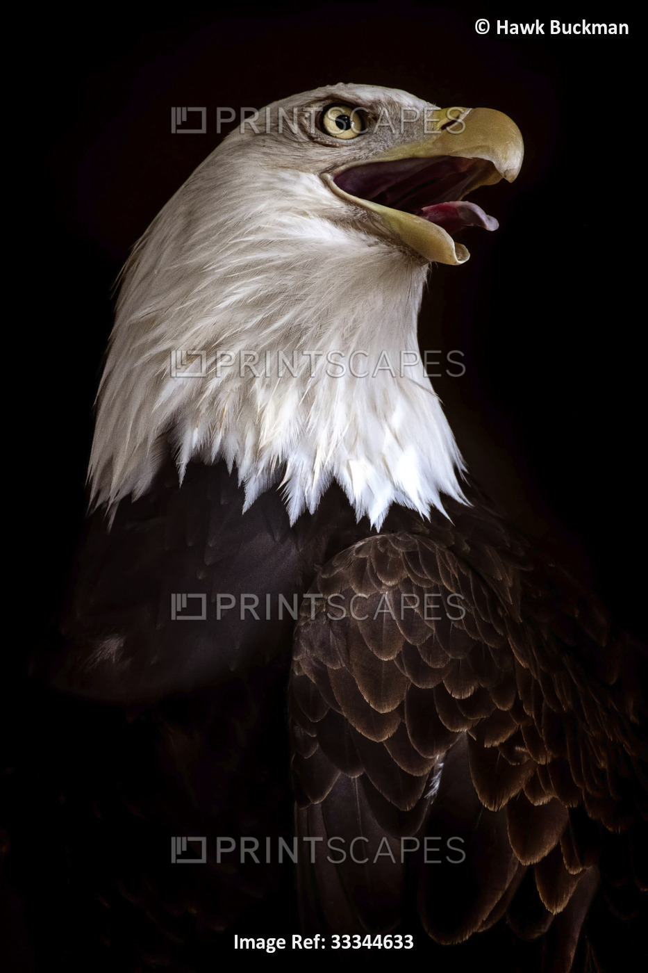 A Bald eagle (Haliaeetus leucocephalus) with mouth open and tongue out on a ...